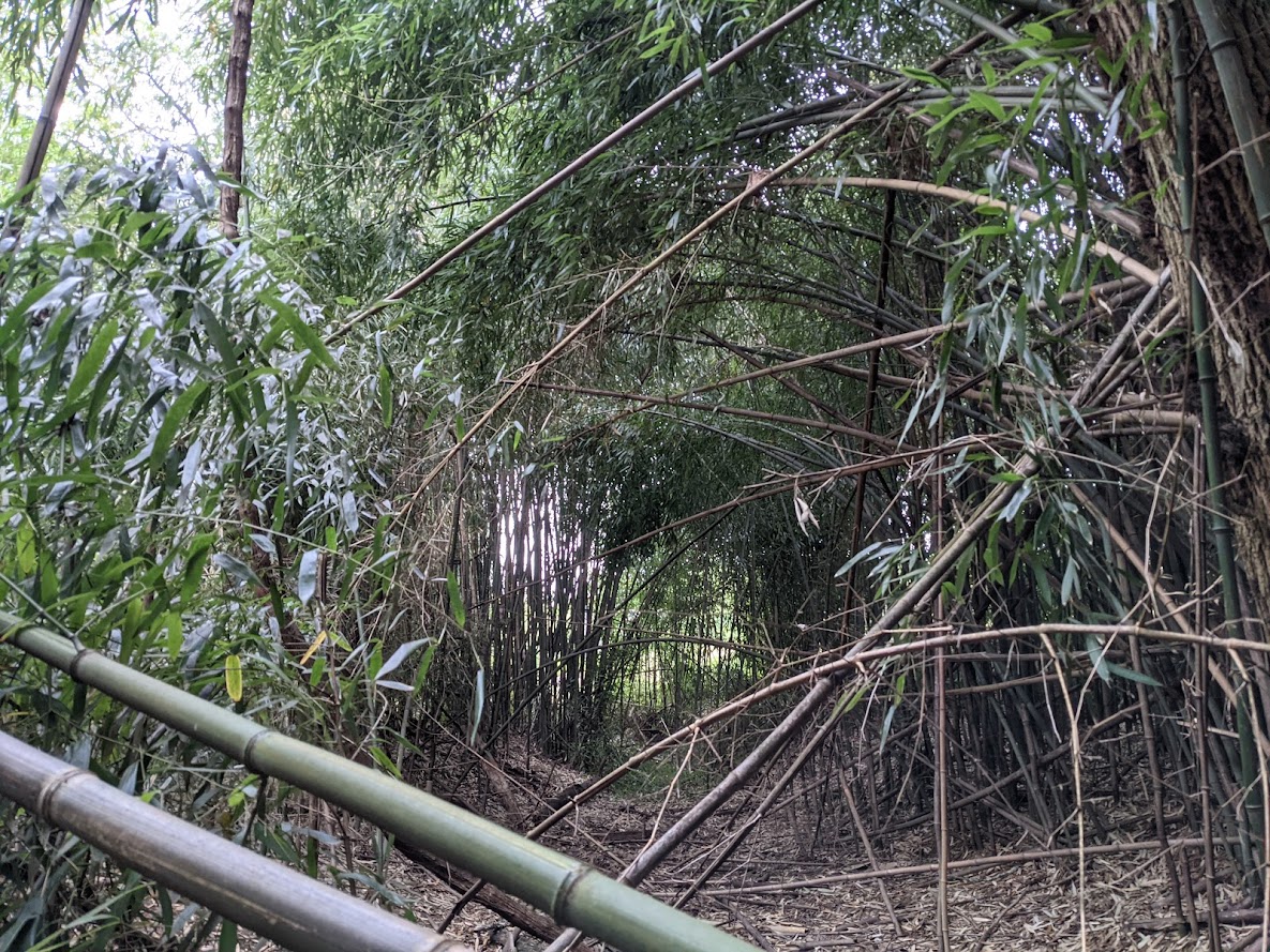 bamboo_forest